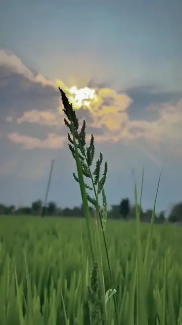 Превью шаблона «Natural»
