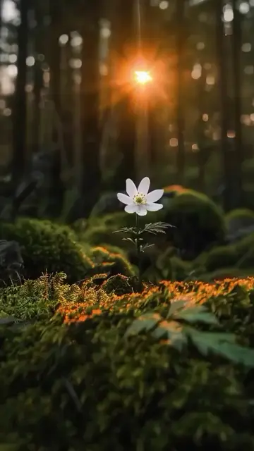 Превью шаблона «Moments»