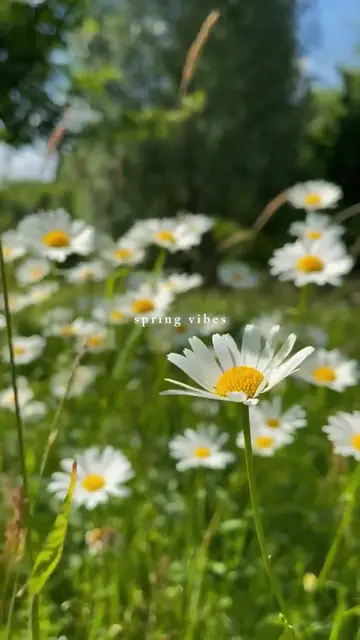 Превью шаблона «spring vibes»